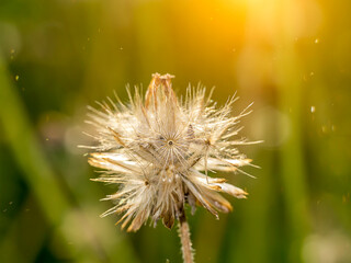 Close up Seeds of Tridax or Wild Daisy flower