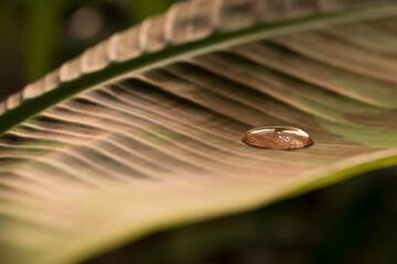 Gota de agua sobre hoja grande (macro)