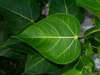 Green leaves of Sacred Fig Tree, Pipal Tree, Bohhi Tree, Bo Tree, Peepul tree on white background.
