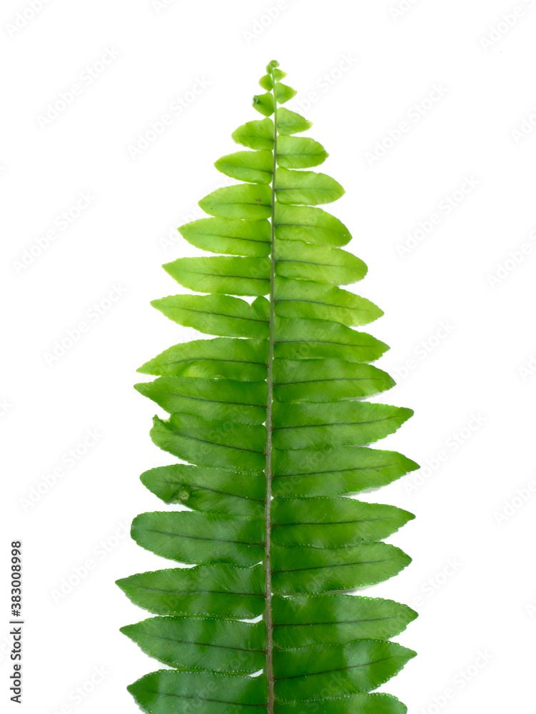 Canvas Prints Close up Boston Fern leaf on white background.