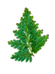 Close up Selaginella kraussiana fern leaf on white background.