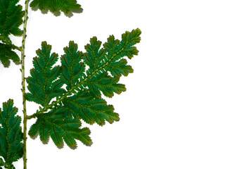Close up Selaginella kraussiana fern leaf on white background.