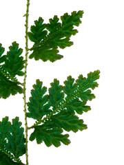 Close up Selaginella kraussiana fern leaf on white background.