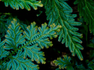 Close up Selaginella kraussiana fern leaves on dark background.
