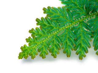 Close up Selaginella kraussiana fern leaf on white background.