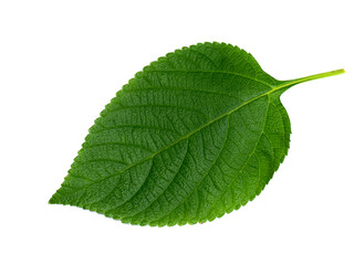 Close up of Lantana camara leaf on white background.
