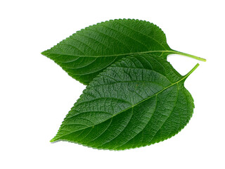 Close up of Lantana camara leaf on white background.