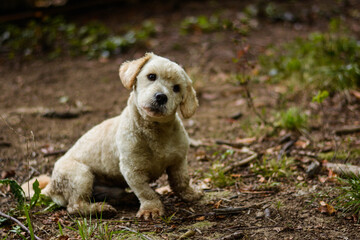 Cute maltese, bichon mix breed dog posing on leash in autumn nature