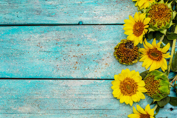 Fresh sunflowers on trendy turquoise wooden boards background