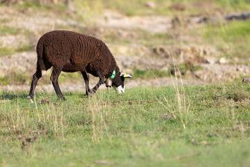 Cordera (oveja) negra de raza INRA 401 (Romane) pastando en un prado al atardecer (raza francesa)