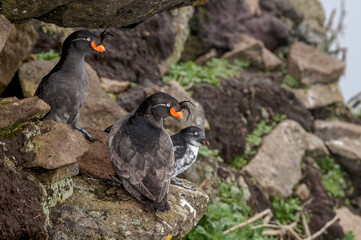 Crested Auklets (Aethia cristatella) at St. George Island, Pribilof Islands, Alaska, USA