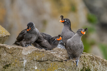 Crested Auklets (Aethia cristatella) at St. George Island, Pribilof Islands, Alaska, USA