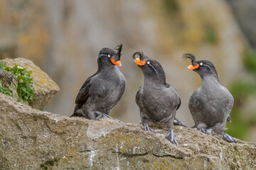 Crested Auklets (Aethia cristatella) at St. George Island, Pribilof Islands, Alaska, USA