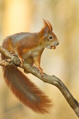 Ein europäisches rotes Eichhörnchen sitzt im Frühling auf einem Ast mit einer Nuss im Mund, sciurus vulgaris
