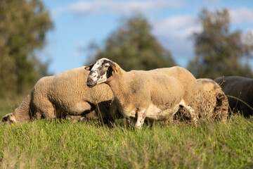 Rebaño de ovejas pastando al atardecer