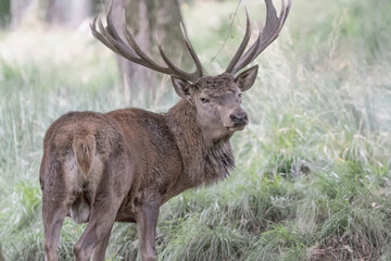 Majestic Red deer male in the forest (Cervus elaphus)
