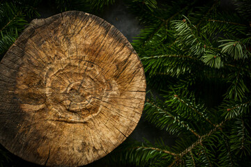 cross section of tree trunk and branch of Christmas tree