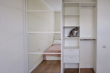 Cat in the new empty closet, pet on the shelf in the wardrobe