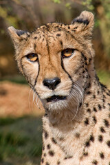 Obraz na płótnie Canvas Cheetah, Acinonyx jubatus, South Africa, Africa