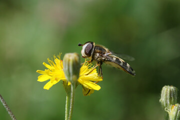 bee on a flower