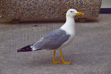 seagull looking for fish or bread to eat