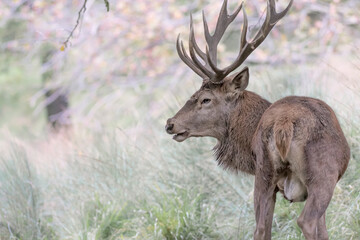 The King of Alpine prairies, portrait of Red deer male (Cervus elaphus)