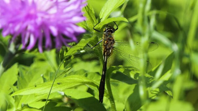 Big Dragonfly Sits on a Branch, Wild Beetle in Nature, Summer Spring Colorful Macro Wildlife