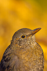 Blackbird, Turdus merula, Mediterranean Forest, Castile and Leon, Spain, Europe