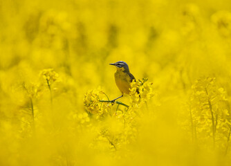 Western Yellow Wagtail (Motacilla flava) male perched in flowering rape field, Baden-Wuerttemberg, Germany