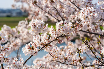 cherry blossoms