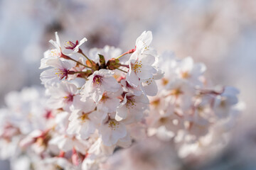 cherry blossoms