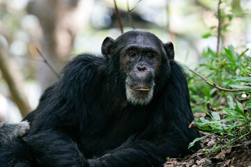 Eastern chimpanzee (Pan troglodytes schweinfurthii), Gombe Stream National Park, Tanzania