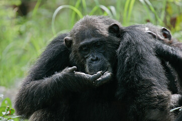 Eastern chimpanzee (Pan troglodytes schweinfurthii), Gombe Stream National Park, Tanzania