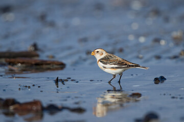 Snow Bunting (Plectrophenax nivalis), Mecklenburg-Western Pomerania, Germany