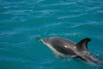 Fototapeta premium Dusky Dolphin (Lagenorhynchus obscurus), Kaikoura, New Zealand