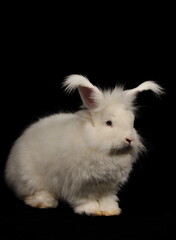 Angorakaninchen Rammler