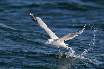 European Herring Gull (Larus argentatus) flying, Baltic Sea, Germany