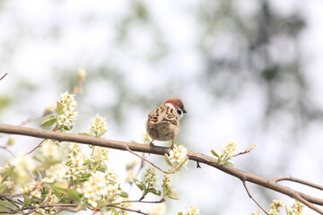 sparrow on branch