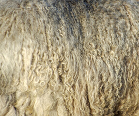 texture of a wool animal lama background brown