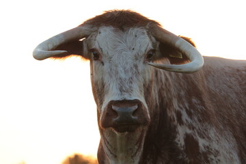 Longhorn at Sunset