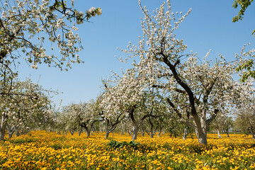 Fototapeta premium apple orchard in bloom and a field of dandelions