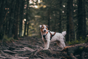 Cute Portrait of Parson Russell Terrier in Orange Pulling Harness