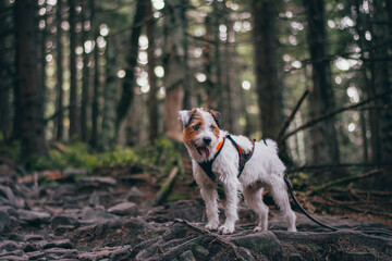 Cute Portrait of Parson Russell Terrier in Orange Pulling Harness