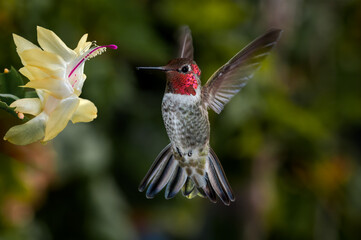 Anna's Hummingbird (Calypte anna) male in garden, Los Angeles, California, USA © Nick Taurus