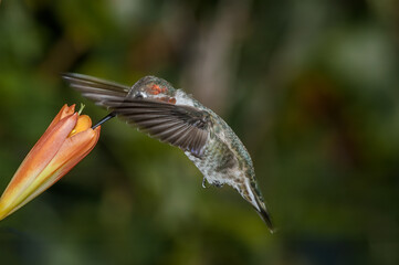 Anna's Hummingbird (Calypte anna) male in garden, Los Angeles, California, USA