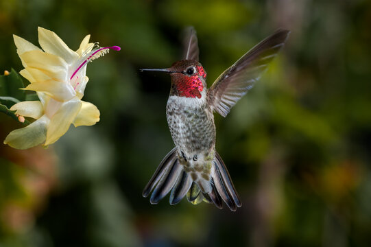 Anna's Hummingbird (Calypte anna) male in garden, Los Angeles, California, USA