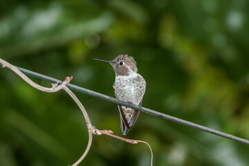 Anna's Hummingbird (Calypte anna) male in garden, Los Angeles, California, USA