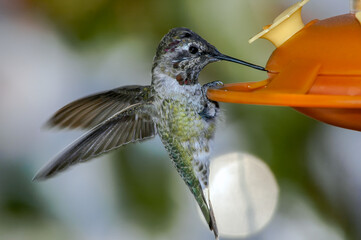 Anna's Hummingbird (Calypte anna) male in garden, Los Angeles, California, USA