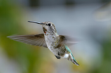 Anna's Hummingbird (Calypte anna) male in garden, Los Angeles, California, USA