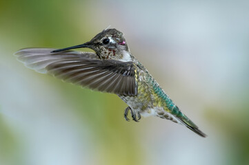 Anna's Hummingbird (Calypte anna) male in garden, Los Angeles, California, USA